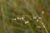 A009506croofm